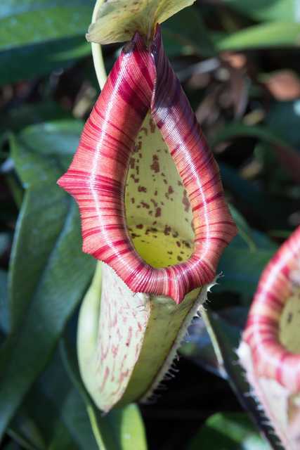 A pitcher plant displays a green and red interior and a flared, ridged lip.