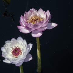 A pink lotus flower with yellow stamens is next to a white lotus flower with red stamens.