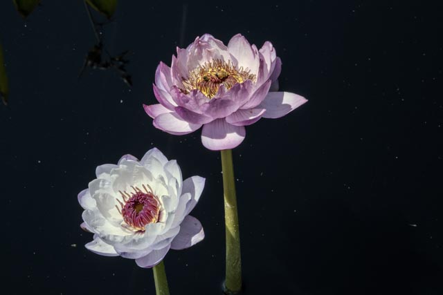 A pink lotus flower with yellow stamens is next to a white lotus flower with red stamens.