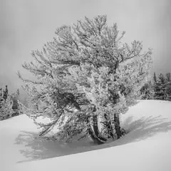 A solitary tree blanketed in snow, standing on a snowy hillside with other trees in the background under an overcast sky.