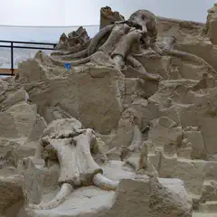 A collection of mammoth bones are embedded in tan sediment.