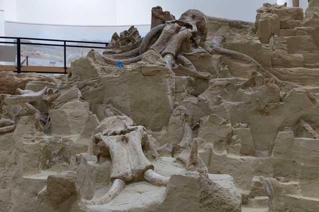 A collection of mammoth bones are embedded in tan sediment.