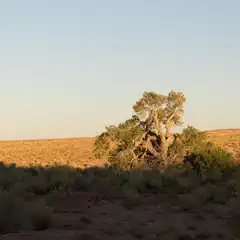 Desert landscape featuring a large tree, sparse vegetation, and warm sunlight casting long shadows on the ground.