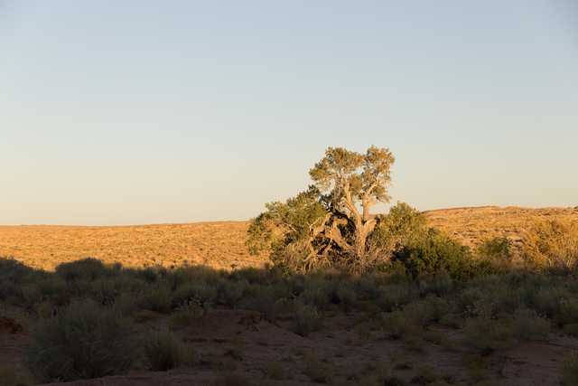 Desert landscape featuring a large tree, sparse vegetation, and warm sunlight casting long shadows on the ground.