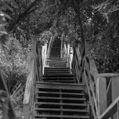 An outdoor staircase with wooden steps and railings leads upward through trees.