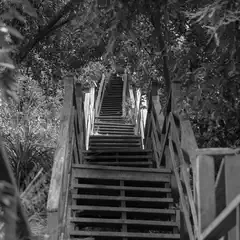 An outdoor staircase with wooden steps and railings leads upward through trees.