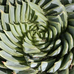 An agave plant with thick, fleshy leaves arranged in a spiral pattern.