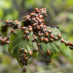 A cluster of orange ladybugs with black spots covers the leaves and stem of a plant.