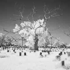 A cemetery with many gravestones and a large bare tree in the center.