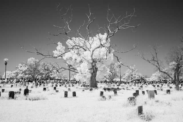 A cemetery with many gravestones and a large bare tree in the center.