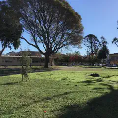 A large tree with sprawling branches stands in a grassy area, surrounded by buildings and trees.