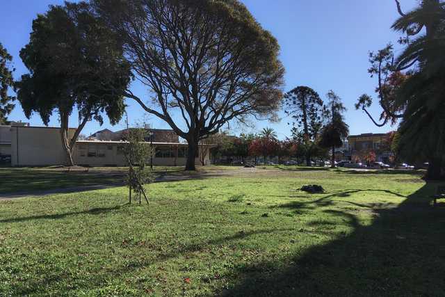 A large tree with sprawling branches stands in a grassy area, surrounded by buildings and trees.