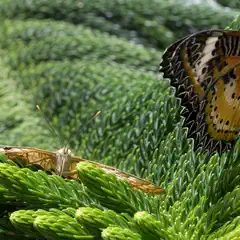 Two butterflies rest on a textured green coniferous plant, showcasing intricate wing patterns.