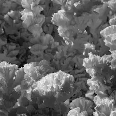 Close-up, black-and-white view of a mottled spurge plant with densely ruffled leaves.