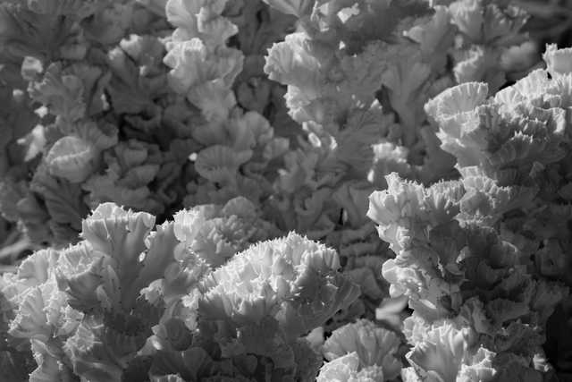 Close-up, black-and-white view of a mottled spurge plant with densely ruffled leaves.