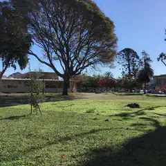 A large tree with sprawling branches stands in a grassy area, surrounded by buildings and trees.