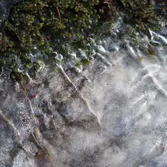 A close-up view of a rock surface covered with ice and moss, showing intricate patterns and textures.