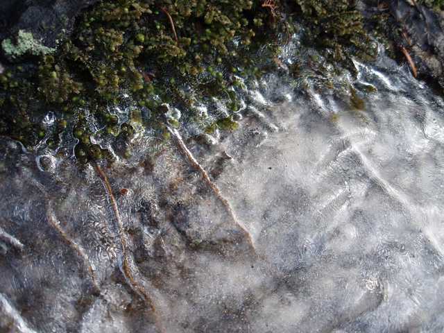 A close-up view of a rock surface covered with ice and moss, showing intricate patterns and textures.