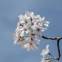 A cluster of white flowers with pink centers grows on a bare branch against a clear blue sky.
