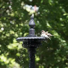 A sparrow bathes in the basin of a black cast-iron fountain, sending droplets into the air against a blurred green backdrop.