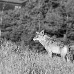 A coyote standing on a grassy hillside with trees and houses in the background.