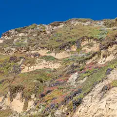 A steep cliff face displays layers of tan sediment with patches of green and purple vegetation against a clear blue sky.
