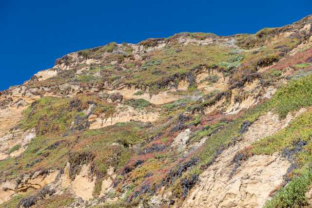 A steep cliff face displays layers of tan sediment with patches of green and purple vegetation against a clear blue sky.