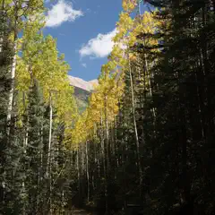 A dirt path runs through a dense forest of tall trees, including aspen and pine, with yellow leaves on some of the aspens.