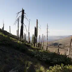 A forested mountain slope with sparse vegetation and numerous dead trees under a clear sky.