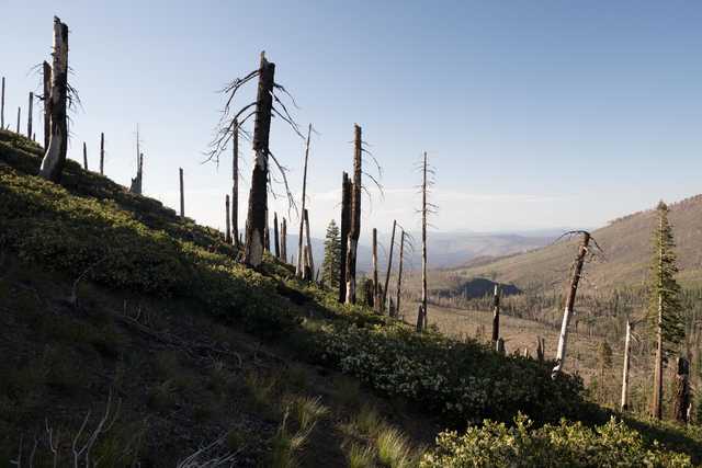 A forested mountain slope with sparse vegetation and numerous dead trees under a clear sky.