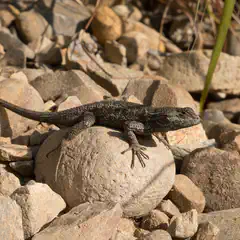 An adult lizard sits on a light-colored rock surrounded by tan and brown rocks.