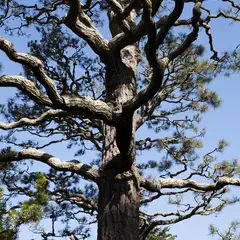 A tall tree trunk with numerous twisted branches extends upward against a clear blue sky.