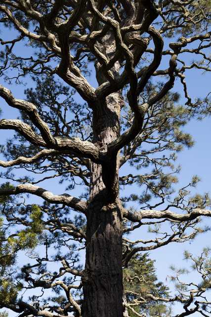 A tall tree trunk with numerous twisted branches extends upward against a clear blue sky.