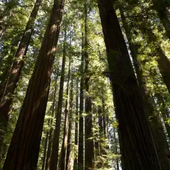 A group of tall redwood trees standing close together with sunlight filtering through their leaves and trunks.