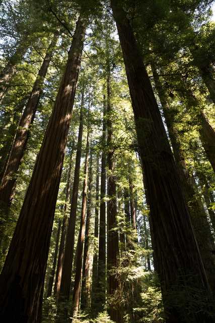 A group of tall redwood trees standing close together with sunlight filtering through their leaves and trunks.