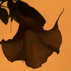 A large flower with curled petals and drooping edges hanging against a warm orange background.