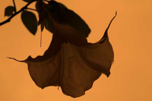 A large flower with curled petals and drooping edges hanging against a warm orange background.
