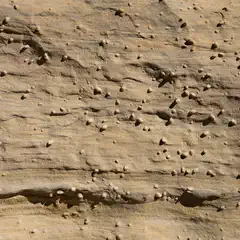 A tan rock surface features small bumps and grooves throughout, giving it a rough texture.