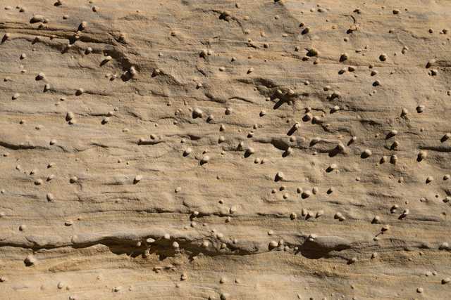 A tan rock surface features small bumps and grooves throughout, giving it a rough texture.