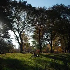 A park scene with people sitting on grass under trees, with sun shining through leaves and casting shadows on ground.