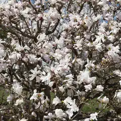 A flowering tree displays numerous white and pale pink blossoms and dark branches.