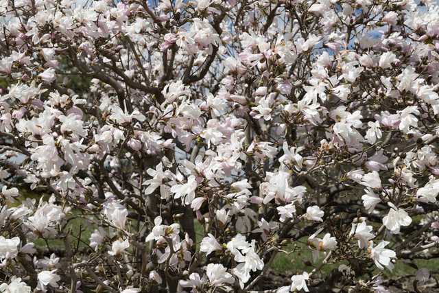 A flowering tree displays numerous white and pale pink blossoms and dark branches.