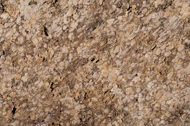 An irregularly textured surface featuring numerous small holes and varying shades of brown and white throughout.