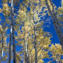 A cluster of tall aspen trees against a blue sky, their white trunks and yellow leaves prominent.