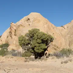 A large juniper tree stands in front of a rugged rock formation set against a clear blue sky.