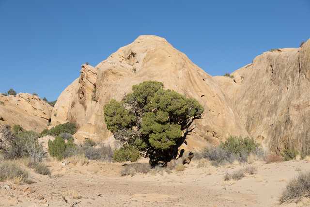 A large juniper tree stands in front of a rugged rock formation set against a clear blue sky.