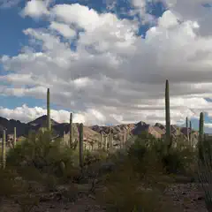 A desert landscape with tall saguaro cacti and scattered shrubs under a partly cloudy sky.