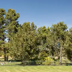 An iron fence surrounds a cemetery, with a sign reading 'Frisco Cemetery' partially obscured by trees.