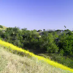 A field of yellow flowers on a hillside, with trees and houses in the distance under a clear blue sky.