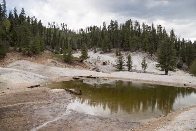 A small pool of green water is surrounded by white mineral deposits and trees on a hillside.